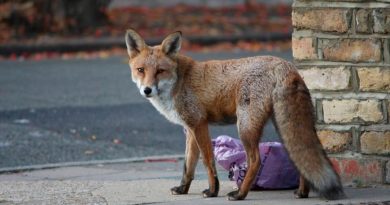 ¿Animales salvajes entrando en las ciudades por la cuarentena?: sí, pero también hay muchas ‘fake news’