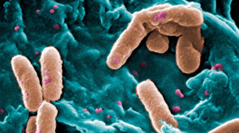 Científicos descubren bacteria que se alimenta de poliuretano