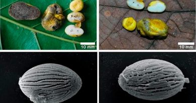 Un nuevo hongo solo forma simbiosis con raíces de plantas autóctonas