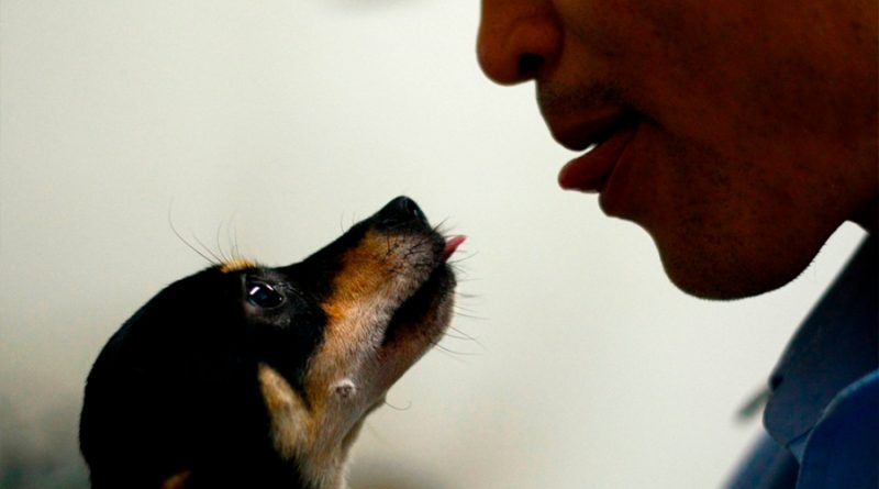Estudio revela que los perros saben categorizar las palabras sin entrenamiento previo
