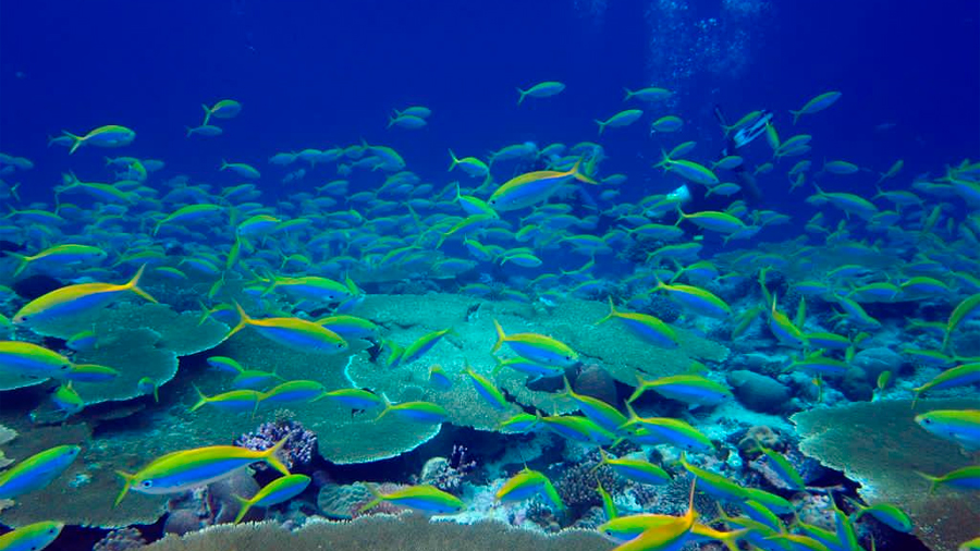 Subida de temperatura del mar provoca cambios en la abundancia de especies