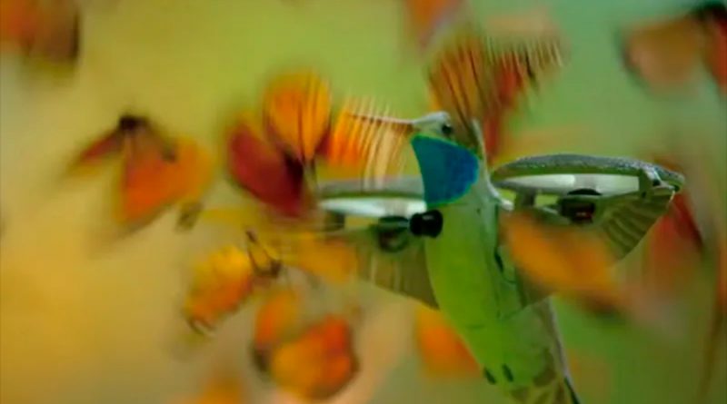 Graban un enjambre de miles de mariposas monarca desde dentro usando un dron disfrazado de colibrí [VIDEO]