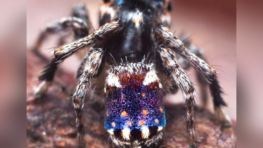 Descubren araña cuyo vientre luce como La noche estrellada, de Vincent van Gogh