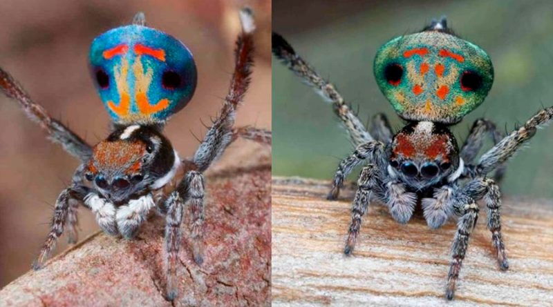 Descubren en Australia doce nuevas especies de espectaculares arañas pavo real
