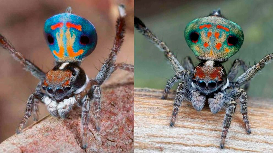 Descubren en Australia doce nuevas especies de espectaculares arañas pavo real