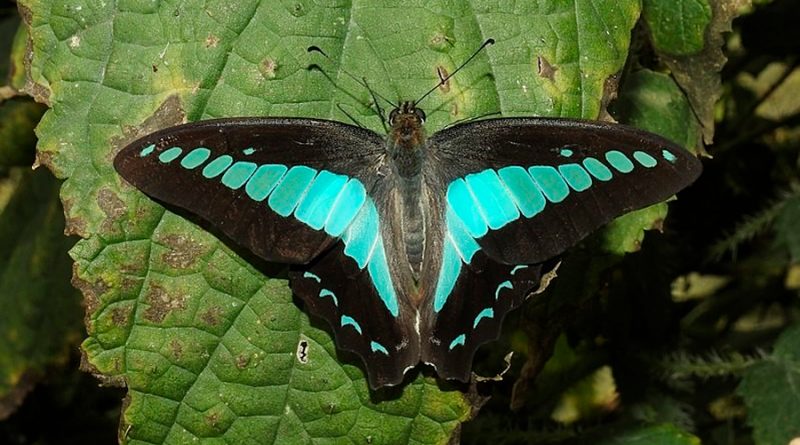 La mariposa botella azul es el insecto con la visión cromática más compleja: 15 tipos de fotorreceptores