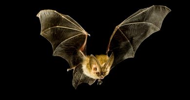 ¿Por qué son tan mortales los virus de murciélagos?