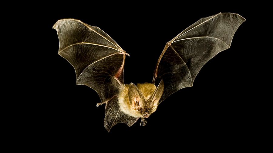 ¿Por qué son tan mortales los virus de murciélagos?