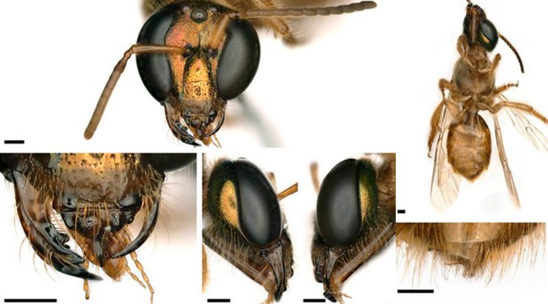 Científicos descubren en Panamá una abeja mitad hembra y mitad macho