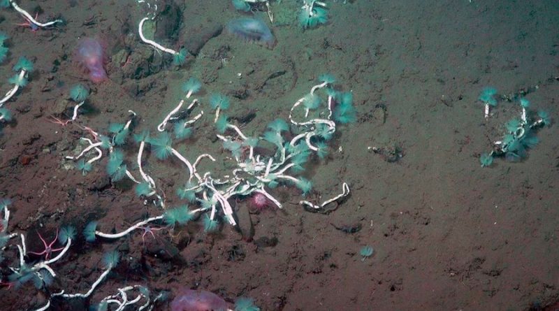 Gusanos y bacterias se alían para recolectar metano del fondo marino