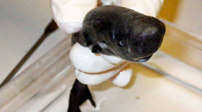 Descubren en México tiburón enano que brilla en la obscuridad