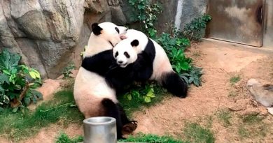 Una pareja de pandas logró aparearse (en la privacidad de la cuarentena) después de 10 años de intentarlo