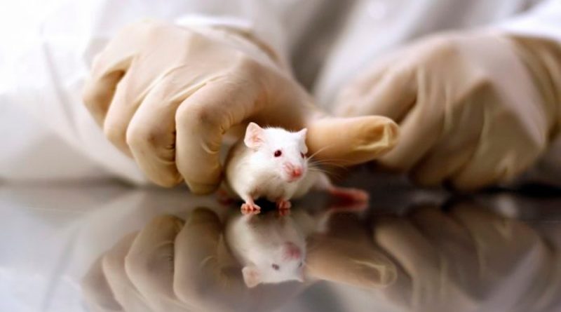 Los ratones necesarios para la cura de COVID-19, escasos