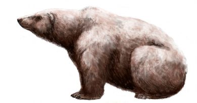 Este fue el oso más grande de todos los tiempos y tenía una masa de más de una tonelada