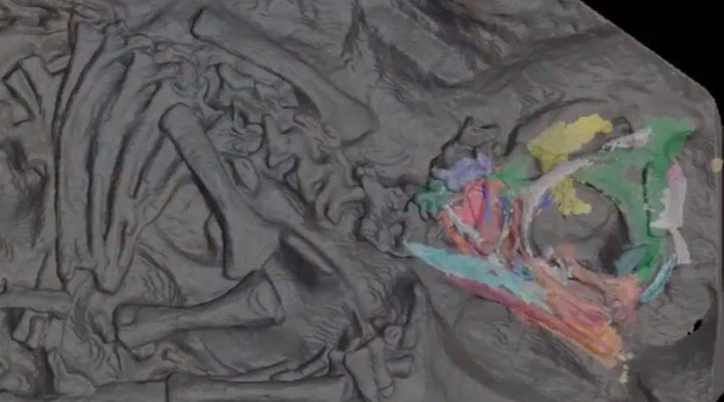 Un sincrotrón revela al detalle cráneos de embriones de dinosaurio