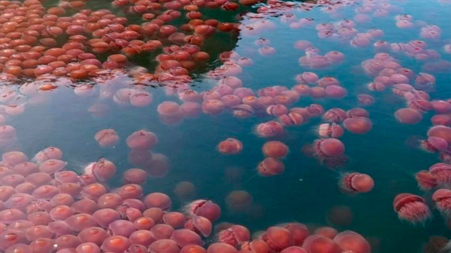 En una playa libre de turistas aparecieron miles de medusas rojas