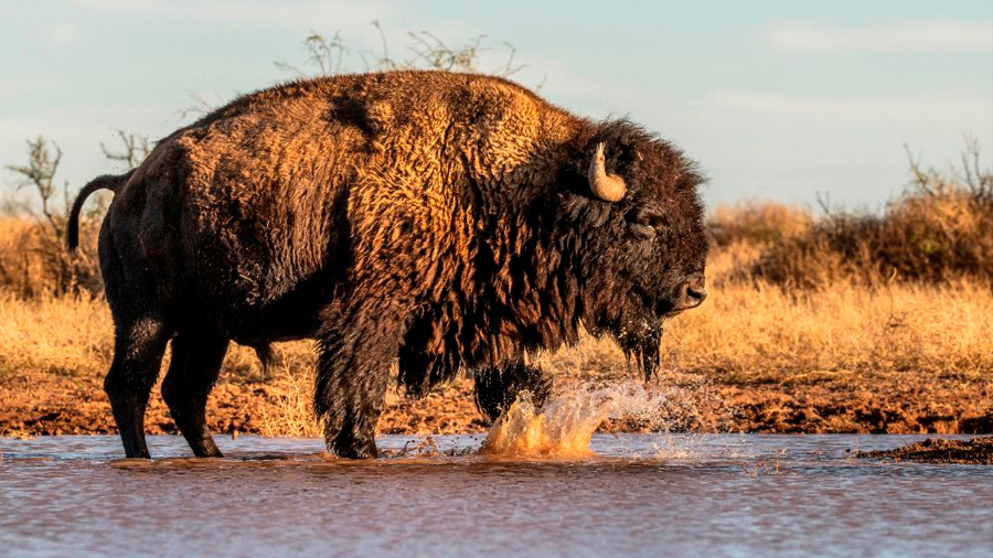 Una nueva oportunidad para los bisontes en una región del noreste de México
