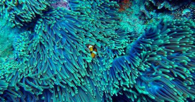 Corales biónicos impresos en 3D pueden salvar a la selva del mar