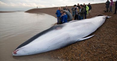 Las ballenas del océano Atlántico tienen altos niveles de químicos procedentes del plástico