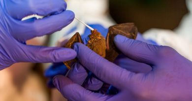 Seis nuevos coronavirus descubiertos en murciélagos