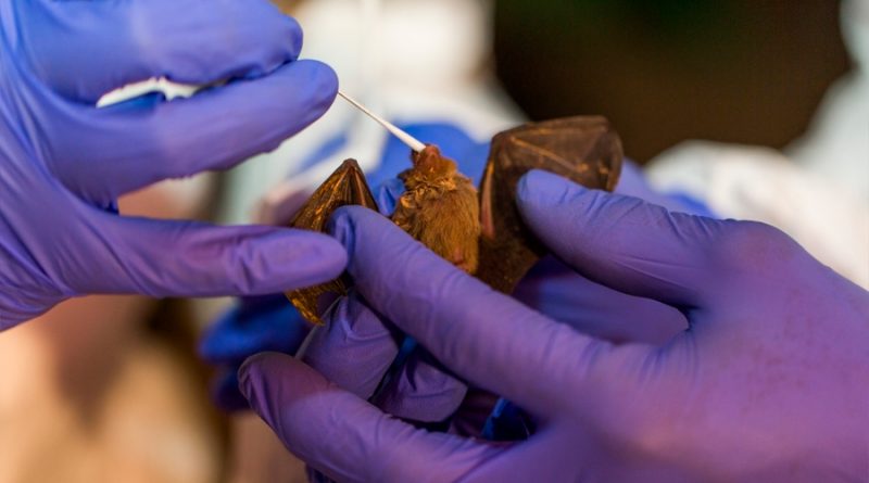 Seis nuevos coronavirus descubiertos en murciélagos