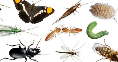El mundo perdió 27% de insectos terrestres en 30 años
