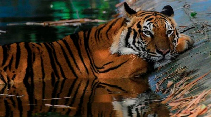 Zoológico en NY registra 5 tigres y 3 leones infectados con coronavirus