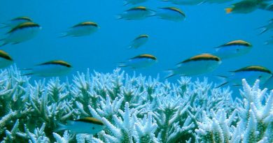 Preparan nubes artificiales para proteger la Gran Barrera de Coral