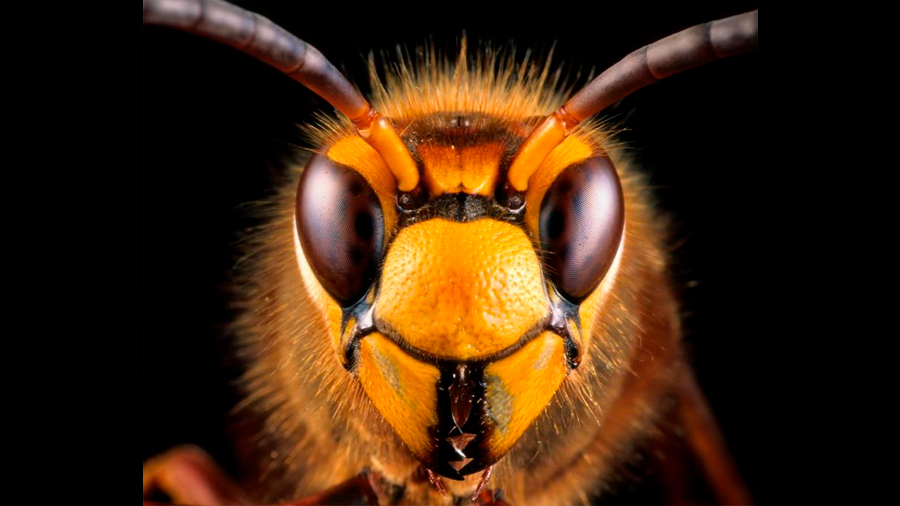 El "apocalipsis" de los insectos no es tan grave como se creía