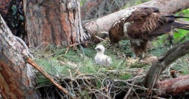 Nacen 15 águilas de Bonelli por proyecto de conservación
