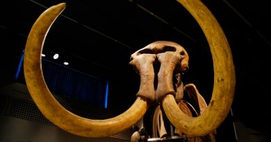 Hallazgo de 60 mamuts da pistas de su extinción