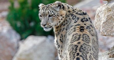 Leopardo de las nieves reaparece después de varios años