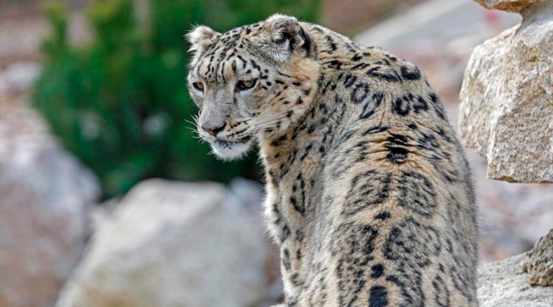 Leopardo de las nieves reaparece después de varios años
