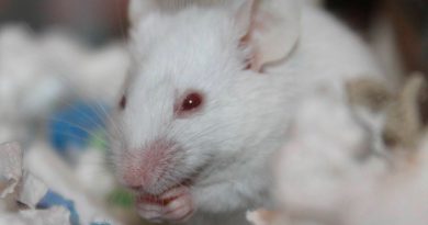 Diseñan un modelo de ratón para estudiar la función mecánica de las proteínas ‘in vivo’