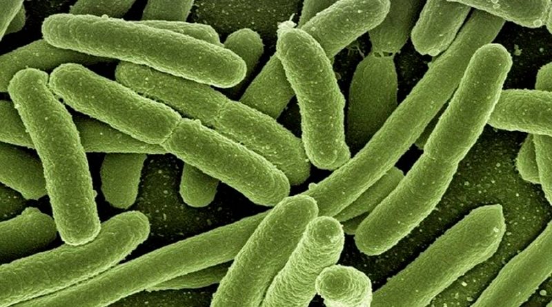 La efímera vida de una bacteria: en 3 días acumula tantas generaciones como toda la historia humana