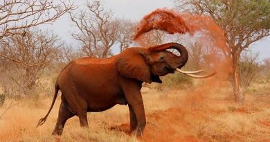 Descubren la razón por la que elefantes y otros animales se emborrachan tan fácilmente