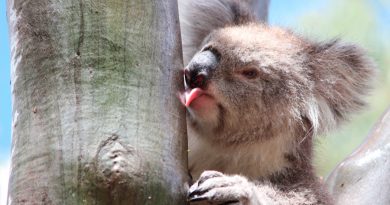 Misterio resuelto: Descubren cómo toman agua de los árboles los koalas y lo filman