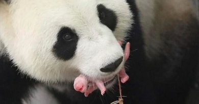 Panda gigante da a luz en zoológico holandés