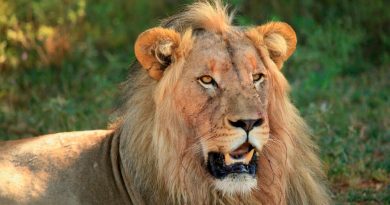 Descifran la historia evolutiva de los leones