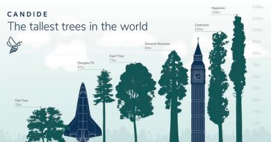 Hyperion, el árbol más alto del mundo cuya localización es un secreto