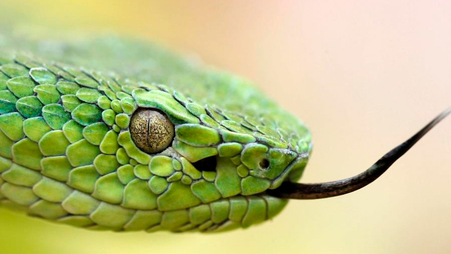 Crean un nuevo tratamiento para tratar la mordedura de serpiente