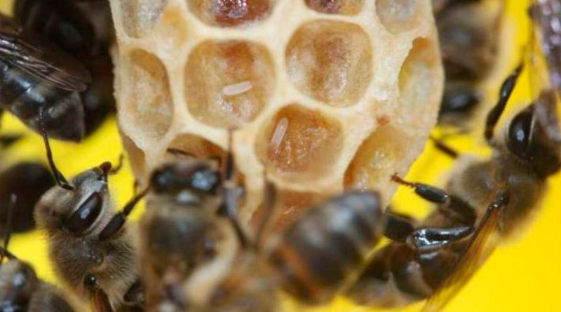 Identificado el gen de la reproducción virginal de un tipo de abeja