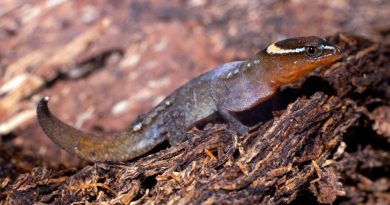 Registran presencia del lagarto más pequeño del mundo en un parque colombiano