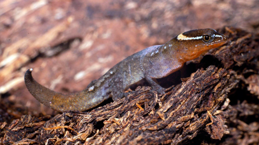 Registran presencia del lagarto más pequeño del mundo en un parque colombiano