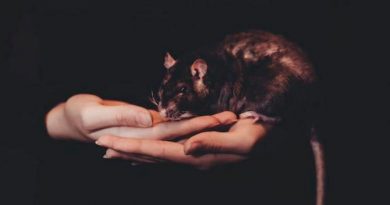 Científicos descubren casos humanos de hepatitis E provocada por virus de ratas