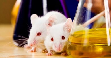 Identifican un fármaco que se muestra eficaz para tratar diabetes en ratones