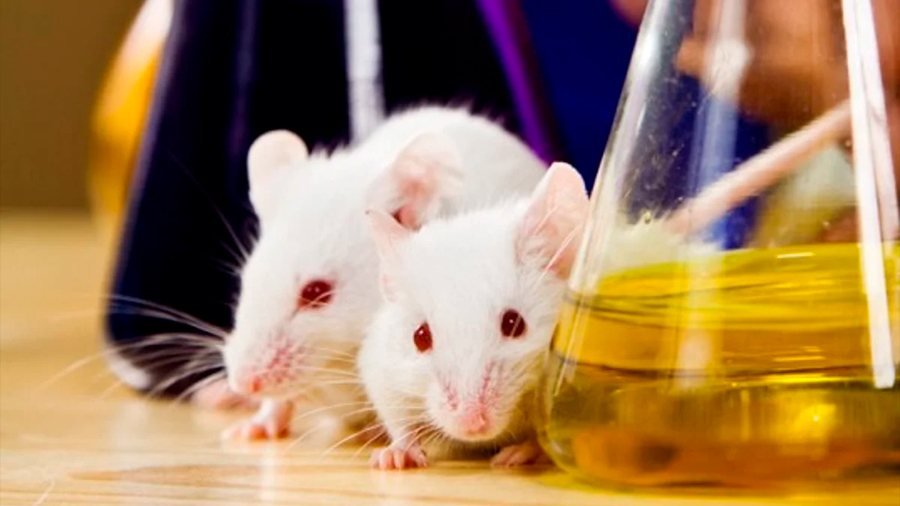 Identifican un fármaco que se muestra eficaz para tratar diabetes en ratones
