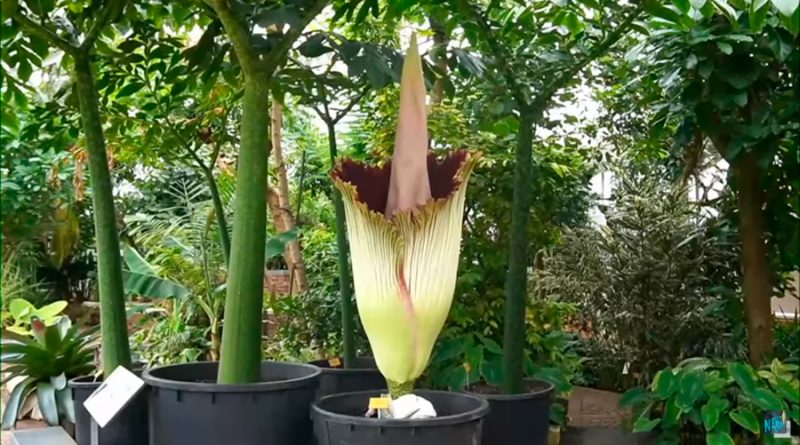 Florece una especie de “flor cadáver” en Bélgica