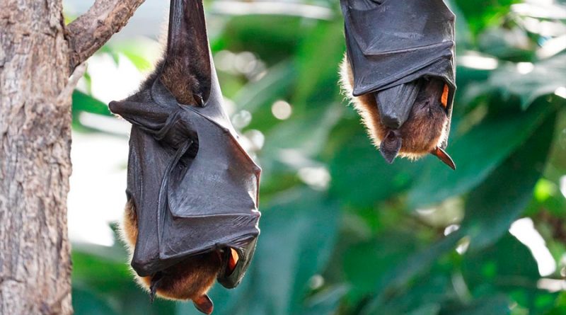 Descubren que los murciélagos son anfitriones de otras cepas únicas de coronavirus