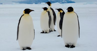 Científicos descubren que el pingüino rey produce el ‘gas de la risa’ a través de su excremento